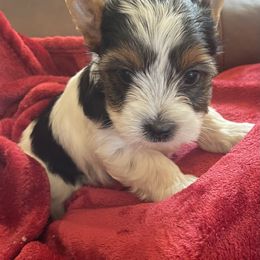 Biewer Terrier Puppies from Frantastic Biewers