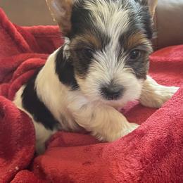 Biewer Terrier Puppies from Frantastic Biewers