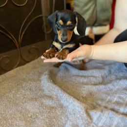 Black n tan girl - Black and tan female Dachshund puppy in Springfield, Tennessee from Savannah’s Doxie Palace