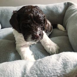 Cockapoo Puppies from Oodles of Doodles and Love