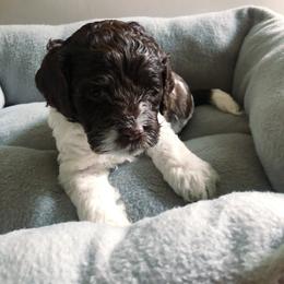 Cockapoo Puppies from Oodles of Doodles and Love