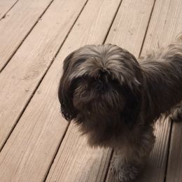 Shih Tzus from Lolly’s Lil ShihTz