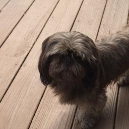 Shih Tzus from Lolly’s Lil ShihTz