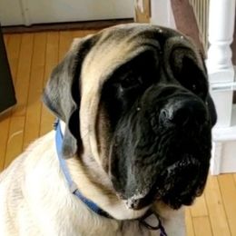 ZEUS - Mastiff