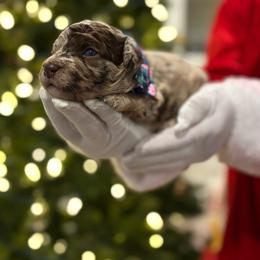 Eeyore - Merle male Goldendoodle puppy in Camden, North Carolina from Oopsie Doodles of NC