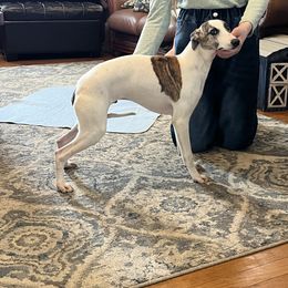 Arlow - White and red brindle Whippet puppy in Clinton, Tennessee from Ivanhoe Borzoi