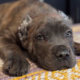 Sasha-Purple Collar - Gray brindle female Cane Corso puppy in Compton, California from Urban League Cane Corso