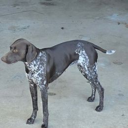 Rain - German Shorthaired Pointer