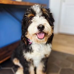 Bella - Bernedoodle