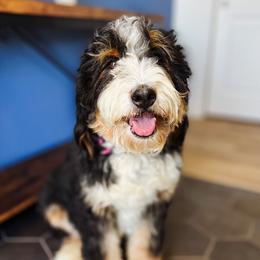 Bella - Bernedoodle