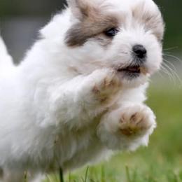 Cotons de Tulear from Lori Brock