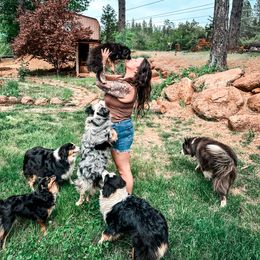 Miniature American Shepherd and Miniature Australian Shepherd Puppies from Whiskeytown Aussies