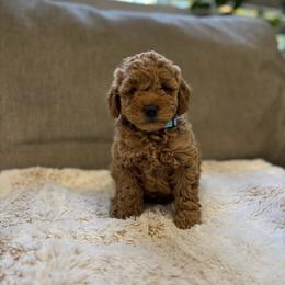 Orion - Red  male Goldendoodle puppy in North Highlands, California from The Purrfectpups