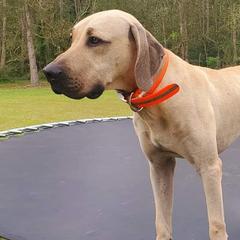 Black Mouth Curs and Miniature American Shepherds from C5 Kennels