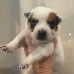 Whiskey - Red speckled male Australian Cattle Dog puppy in Rosharon, Texas from 4Surge Cattle Dogs