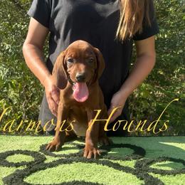 Summer - Red female Redbone Coonhound puppy in Mount Pleasant, Texas from Harmons Hounds