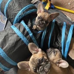 French Bulldog Puppies from Queenbeebullies