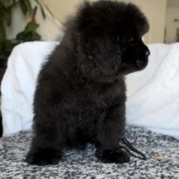 Newfoundland Puppies from Knallhart Kennels