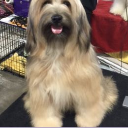 Piccolo - Tibetan Terrier