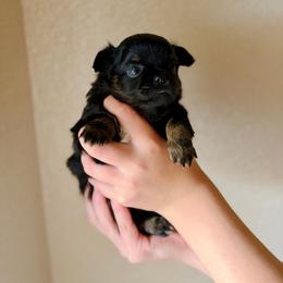 Jet - Black and tan male Chihuahua puppy in Burleson, Texas from Luxe Paradise House of Chi