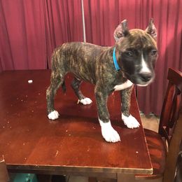 American Pit Bull Terrier Puppies from Kaotic APBTs
