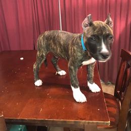 American Pit Bull Terrier Puppies from Kaotic APBTs