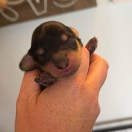 Girl 3 - Black and cream female Dachshund puppy in Stamford, Texas from West Texas Miniature Dachshunds