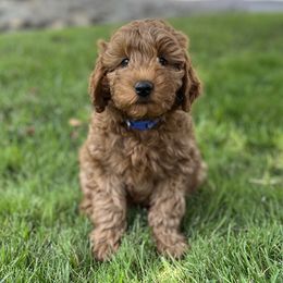 Boy 1 - Apricot Goldendoodle puppy in Rancho Cucamonga, California from Rylaarsdam Doodles