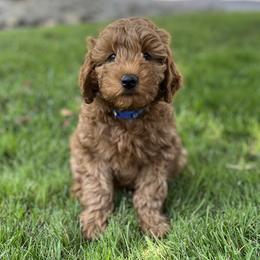 Boy 1 - Apricot Goldendoodle puppy in Rancho Cucamonga, California from Rylaarsdam Doodles