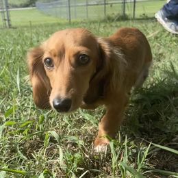 Winnie - Dachshund