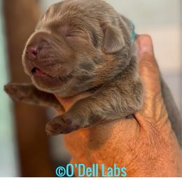 Ginny - Chocolate female Labrador Retriever puppy in Sullivan, Missouri from O’Dell Labs