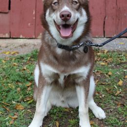Yusuke - Siberian Husky