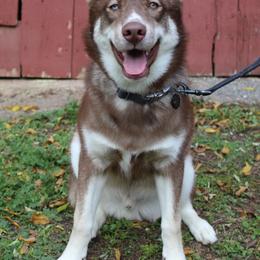 Yusuke - Siberian Husky