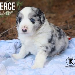 Pierce- Blue Merle Male - Blue merle male Miniature Australian Shepherd puppy in Nacogdoches, Texas from TK Standard, Mini, & Toy Aussies