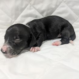 2 black and cream brindle piebald - Black and cream male Dachshund puppy in Central Point, Oregon from MRS Long Dog Ranch