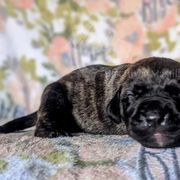 Molosser (Bully x) Puppies from Riot River Mastiffs