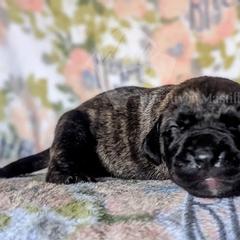 Molosser (Bully x) Puppies from Riot River Mastiffs