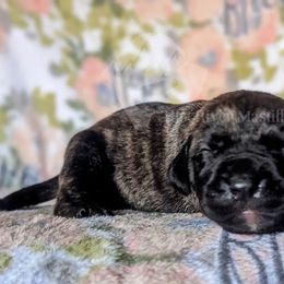 Molosser (Bully x) Puppies from Riot River Mastiffs