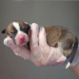 Boy 1 - Sable male Pembroke Welsh Corgi puppy in Tomball, Texas from Larsen Loved Corgis