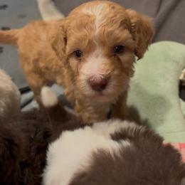 Teddy - Yellow and white male Bernedoodle puppy in Rising Sun, Indiana from Ruby Lane Doodles