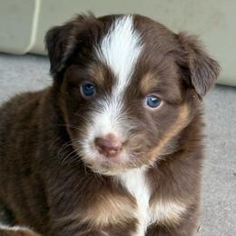 Girl 4 - Red tri-color female Australian Shepherd puppy in Lubbock, Texas from REKN’ Kennel Aussies