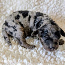 Mary - Merle female Cockapoo puppy in Sparta, Missouri from Sis' Doodles & Poodles