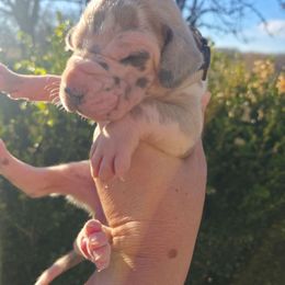 Anna - Harlequin female Great Dane puppy in Granby, Missouri from HCR Great Danes