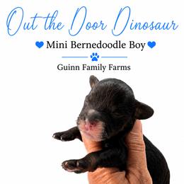 Out the door dinosaur - Tri-color male Bernedoodle puppy in Grove, Oklahoma from Guinn Family Farms
