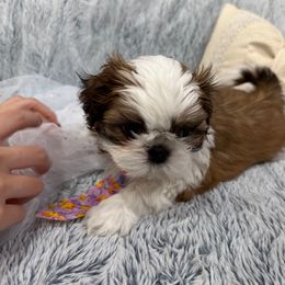 Shih Tzu Puppies from Bay Area Shih Tzu