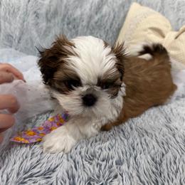 Shih Tzu Puppies from Bay Area Shih Tzu