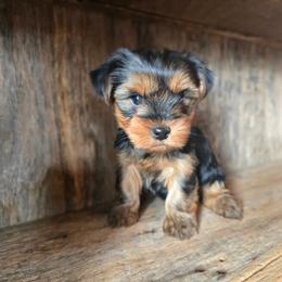 Sylvia - Black and gold female Yorkshire Terrier puppy in Mountain Grove, Missouri from Precious Puppies