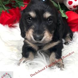 Valentine's Charming - Black and cream male Dachshund puppy in Prescott, Arizona from Dachshund Family Love Breeders