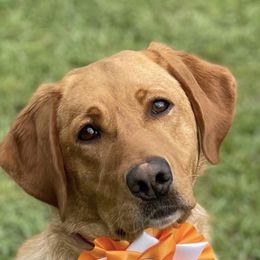 Nova - Labrador Retriever