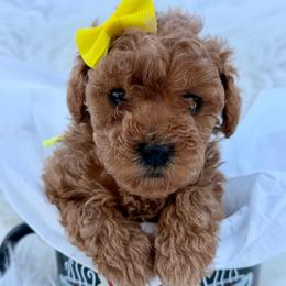 Yellow Collar - Apricot female Poodle puppy in Stockton, California from R&R Goldendoodles